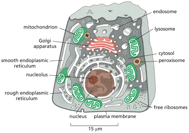 COMPARTMENTILIZATION