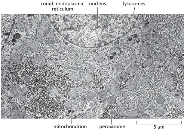 cytoplasm