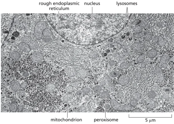 cytoplasm