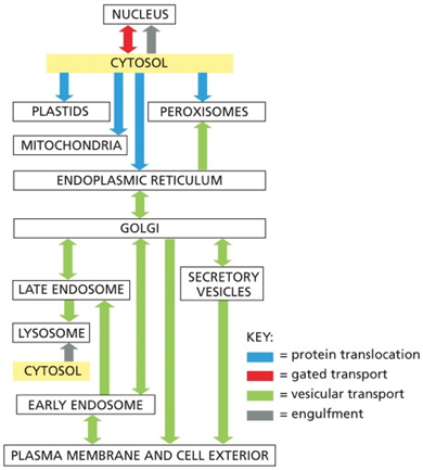 cytosol