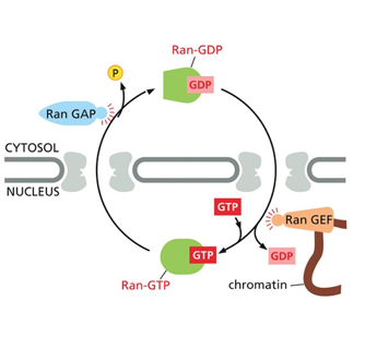 Ran GTPase