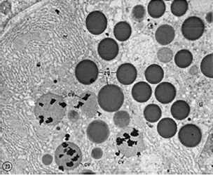 pulse-chase golgi