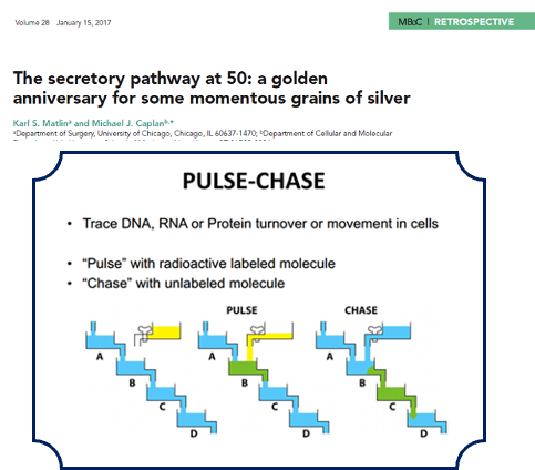 pulse-chase
