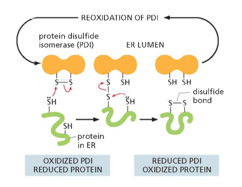 The formation of disulfide bonds in the ER