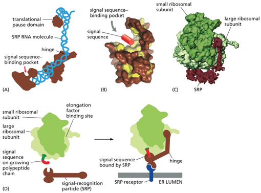 The SRP is a biological machine composed of RNA and proteins