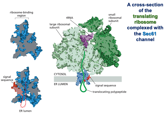 Mechanism - part 2: There is a channel in the ER membrane