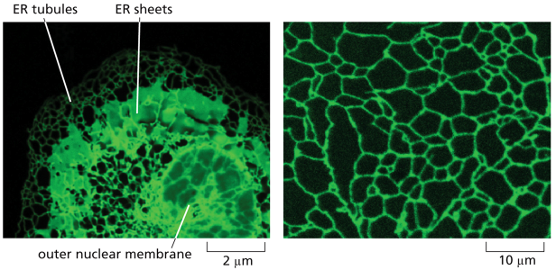animal cell vs plant cell