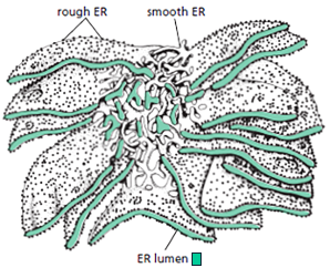 3D reconstruction of part of the ER in a liver cell