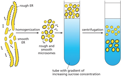 experimental setup