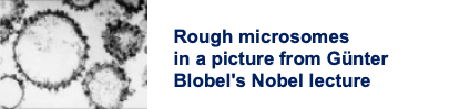 Rough microsomes in a picture from Günter Blobel's Nobel lecture