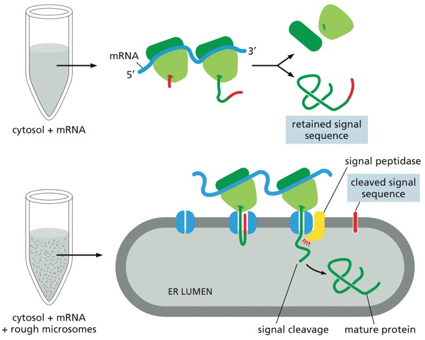 Experimental basis for the signal hypothesis