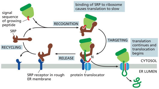 Part 1 of the co-translational protein translocation mechanism targeting proteins into the ER