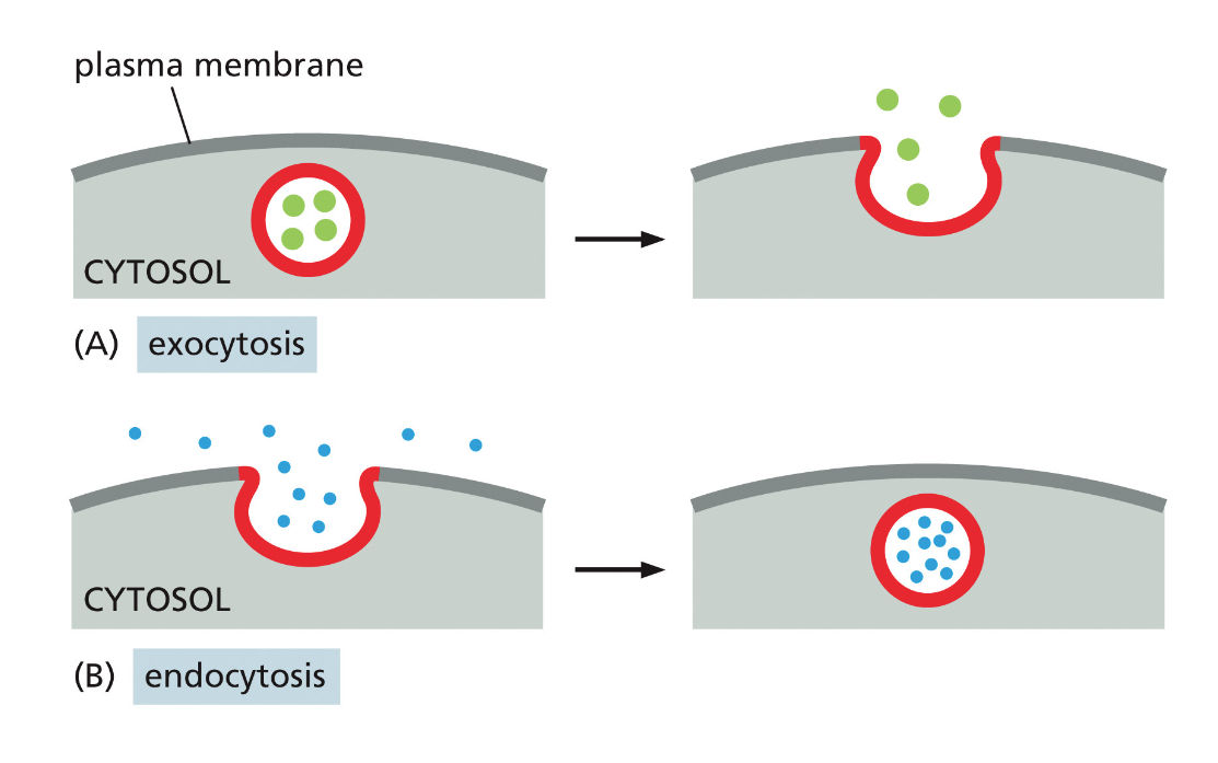exocytosis and endocytosis