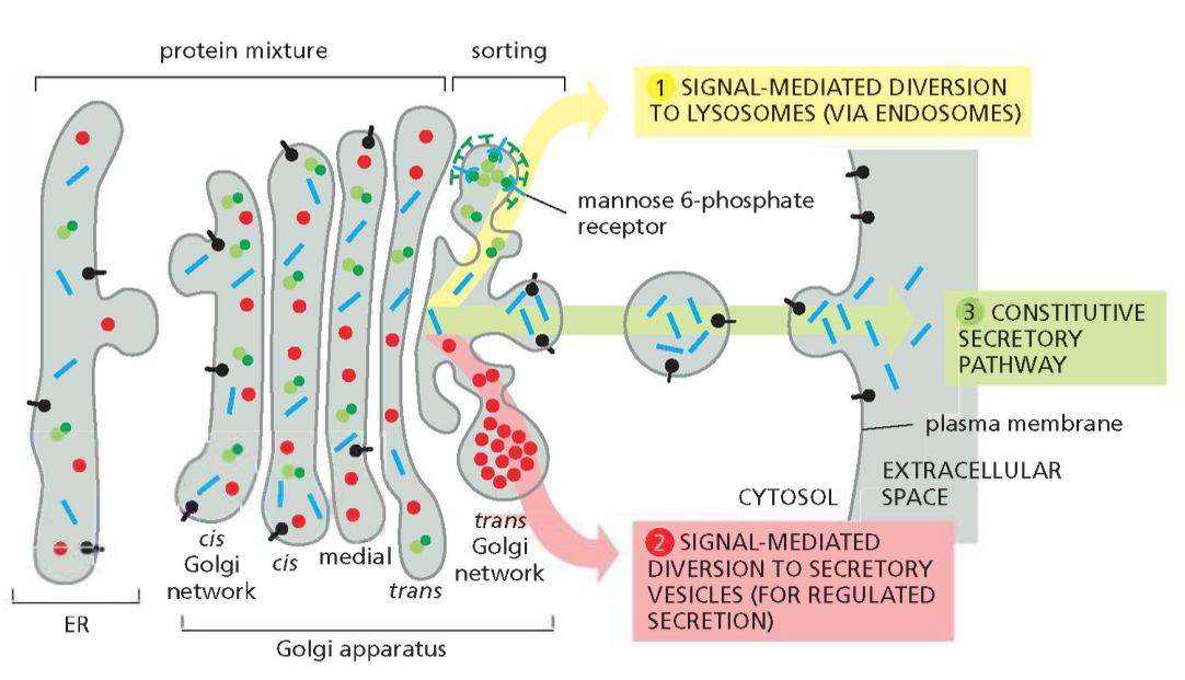 The three best-understood pathways of protein sorting in the trans Golgi network