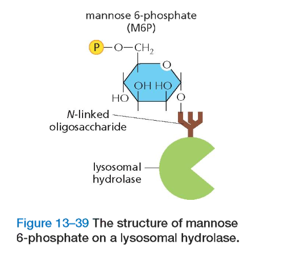 The structure of mannose 6-phosphate on a lysosomal hydrolase.
