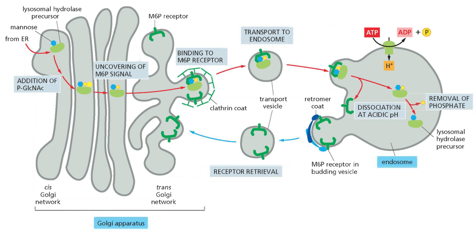The transport of newly synthesized lysosomal hydrolases to endosomes
