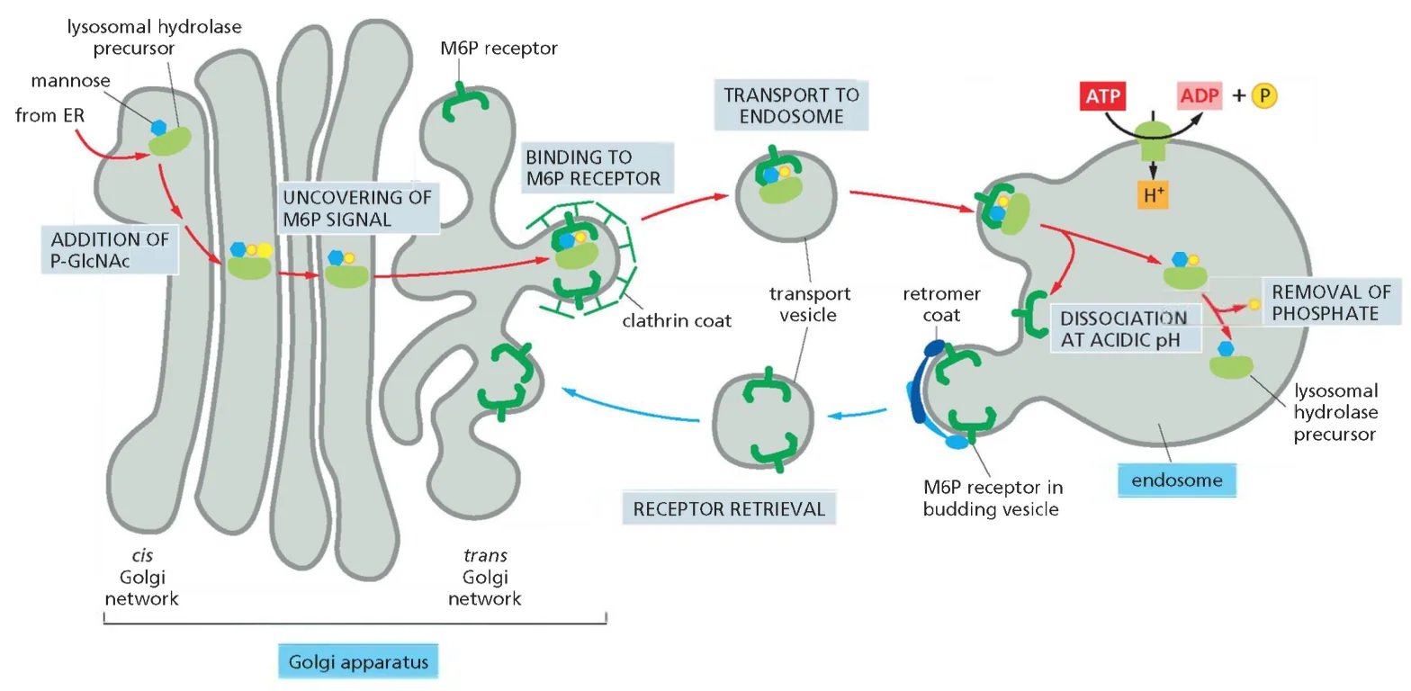 The transport of newly synthesized lysosomal hydrolases to endosomes