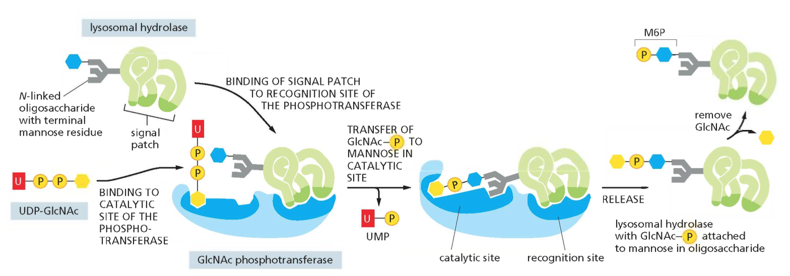 The recognition of a lysosomal hydrolase