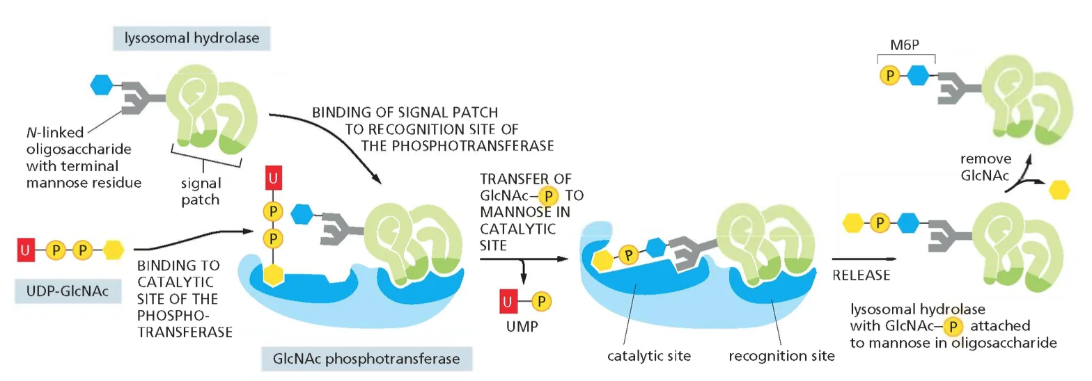 The recognition of a lysosomal hydrolase