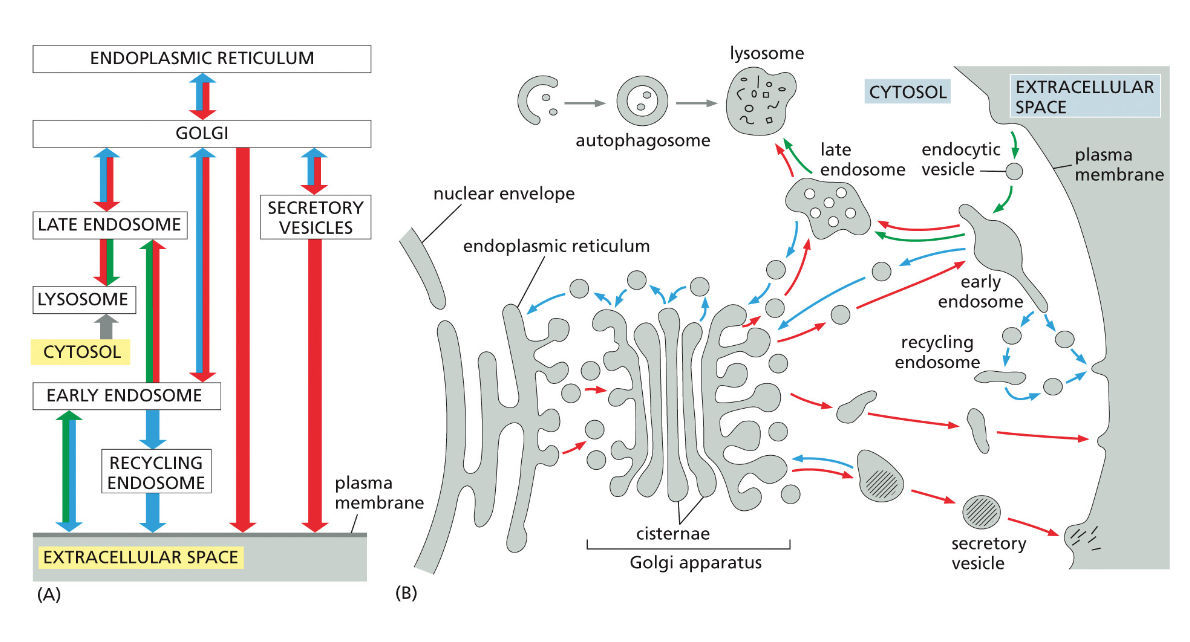 EXTRACELLULAR SPACE and Cytosol