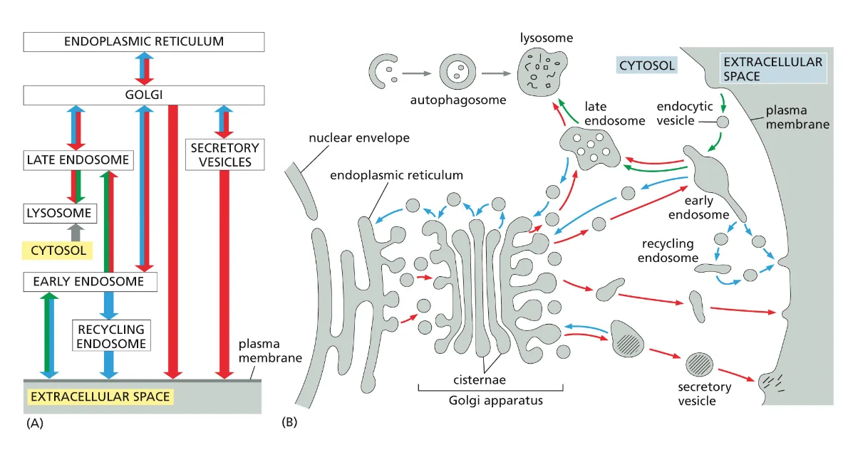 EXTRACELLULAR SPACE and Cytosol