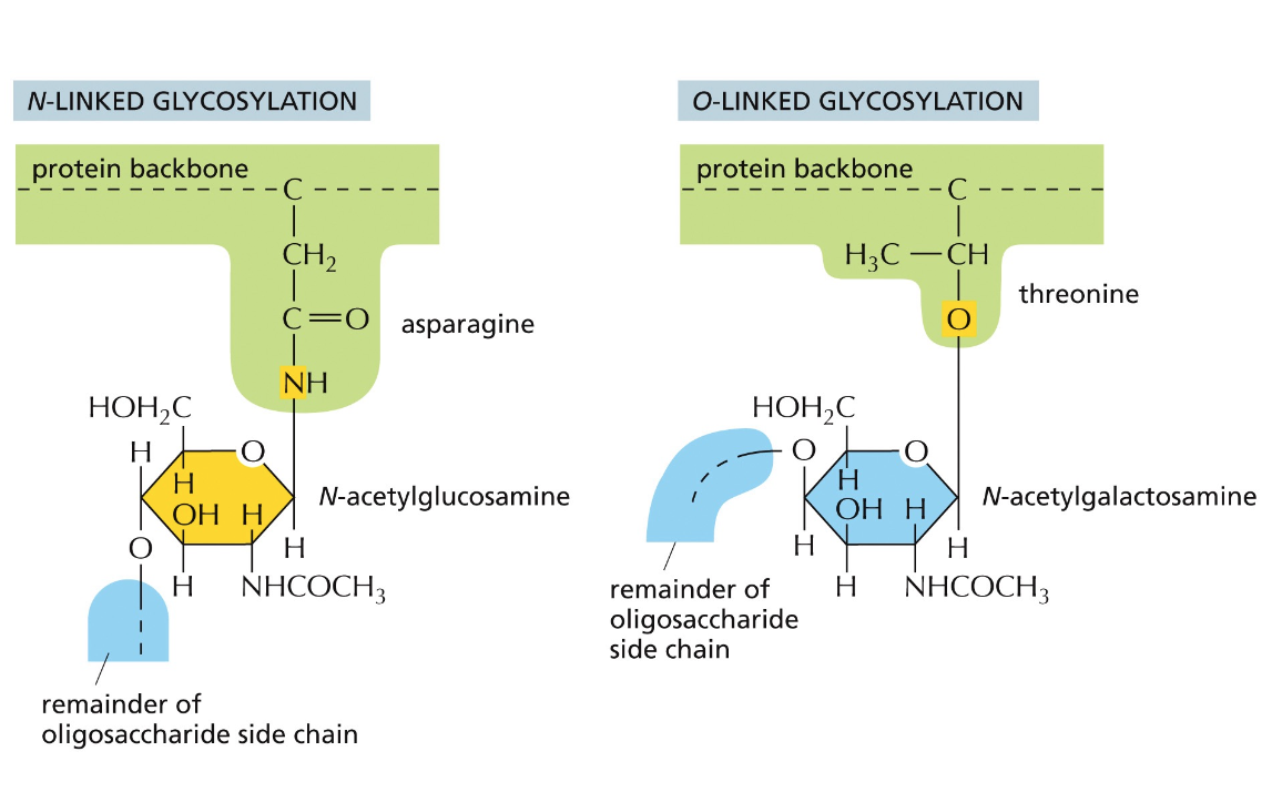n-linked and o-linked