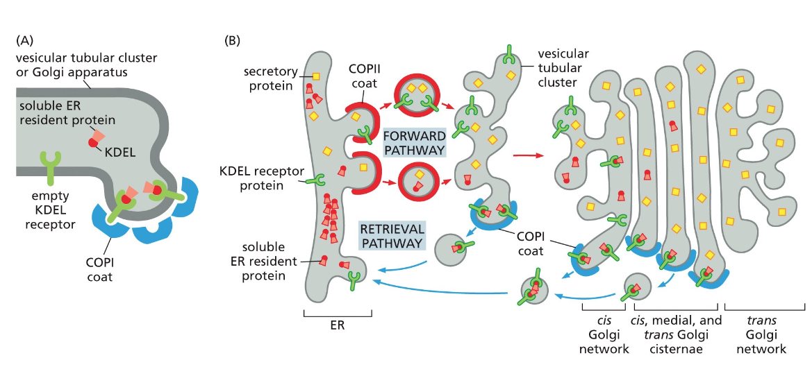 The Retrieval Pathway to the ER Uses Sorting Signals
