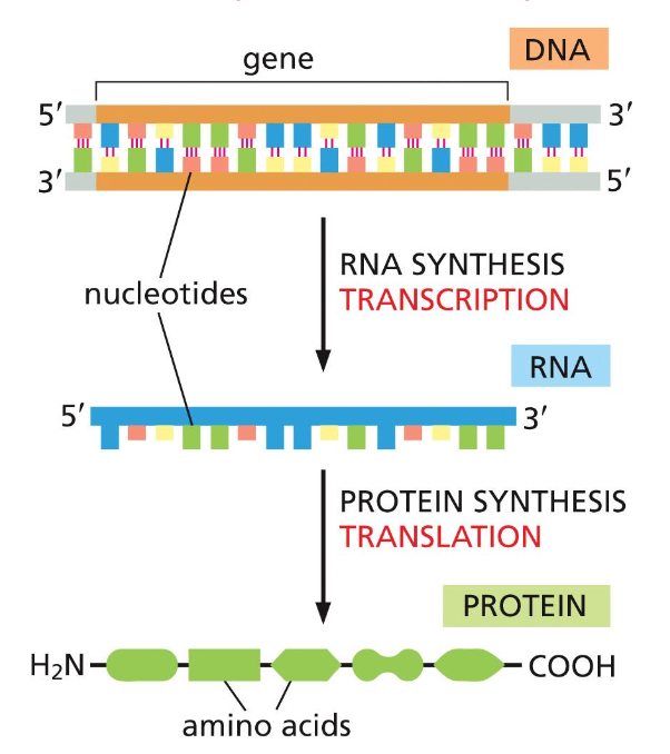 DNA and RNA