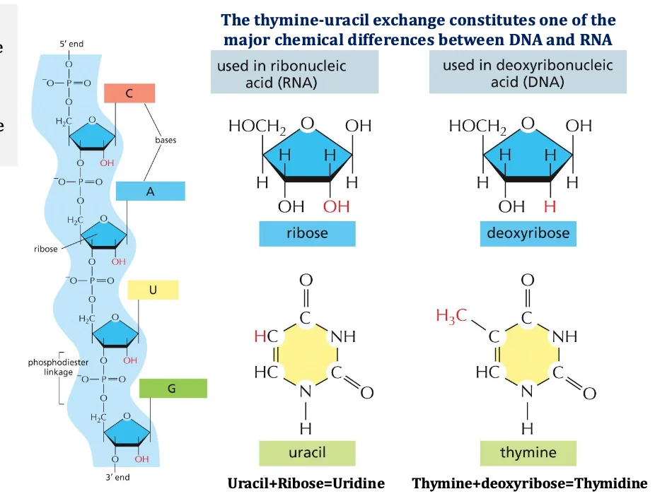 rna vs dna
