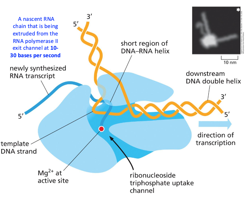 RNA polymerase