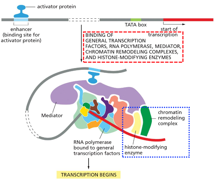 Transcription initiation by RNA polymerase II in a eukaryotic cell