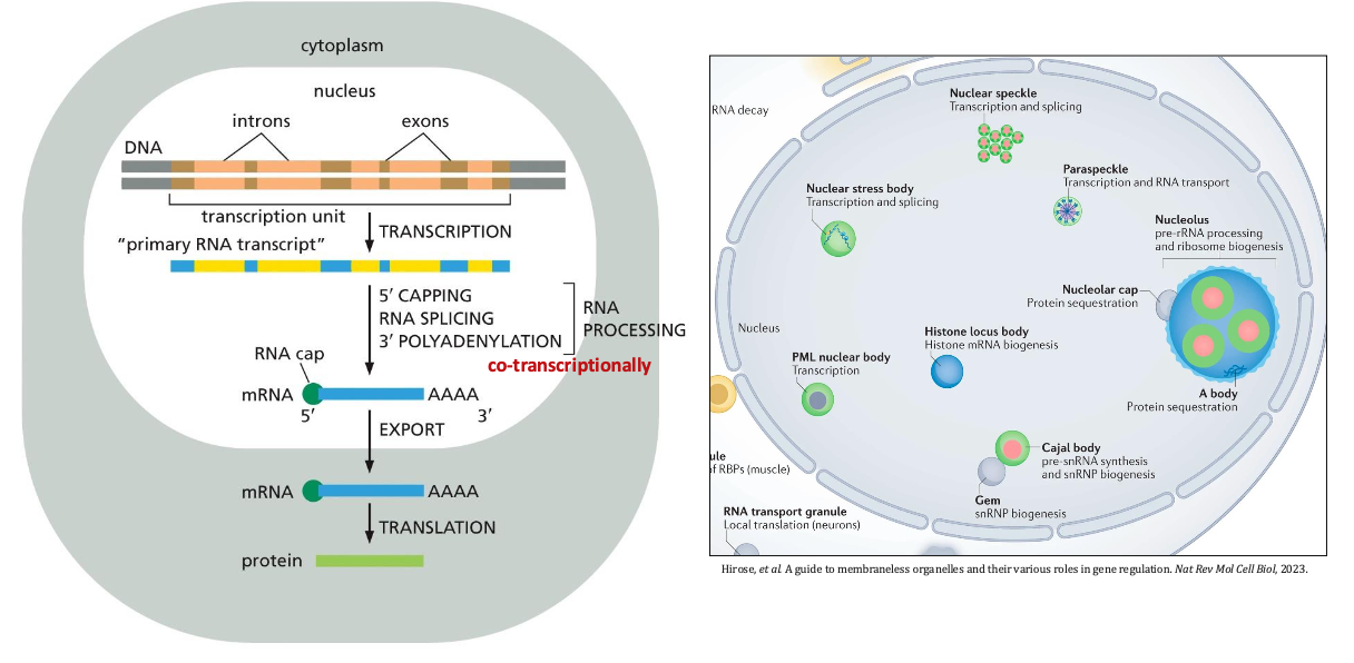 mRNA