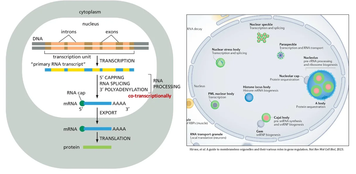 mRNA