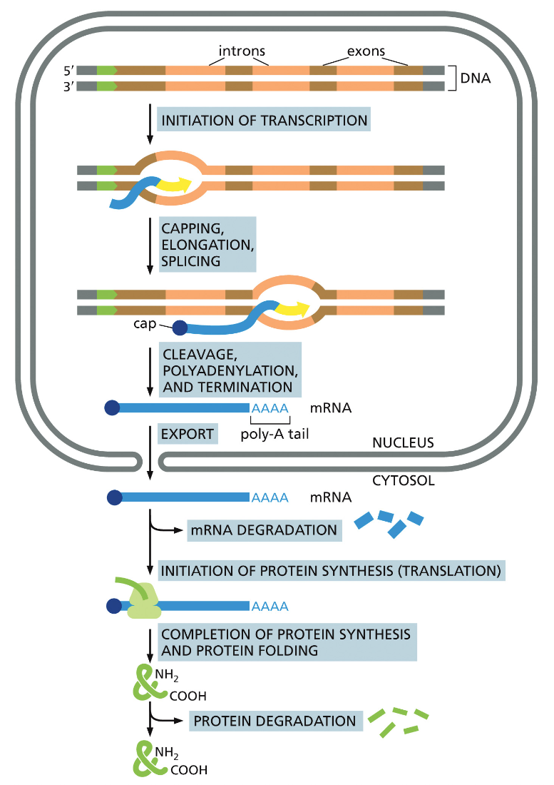 The production of a protein by a eukaryotic cell: a summary4