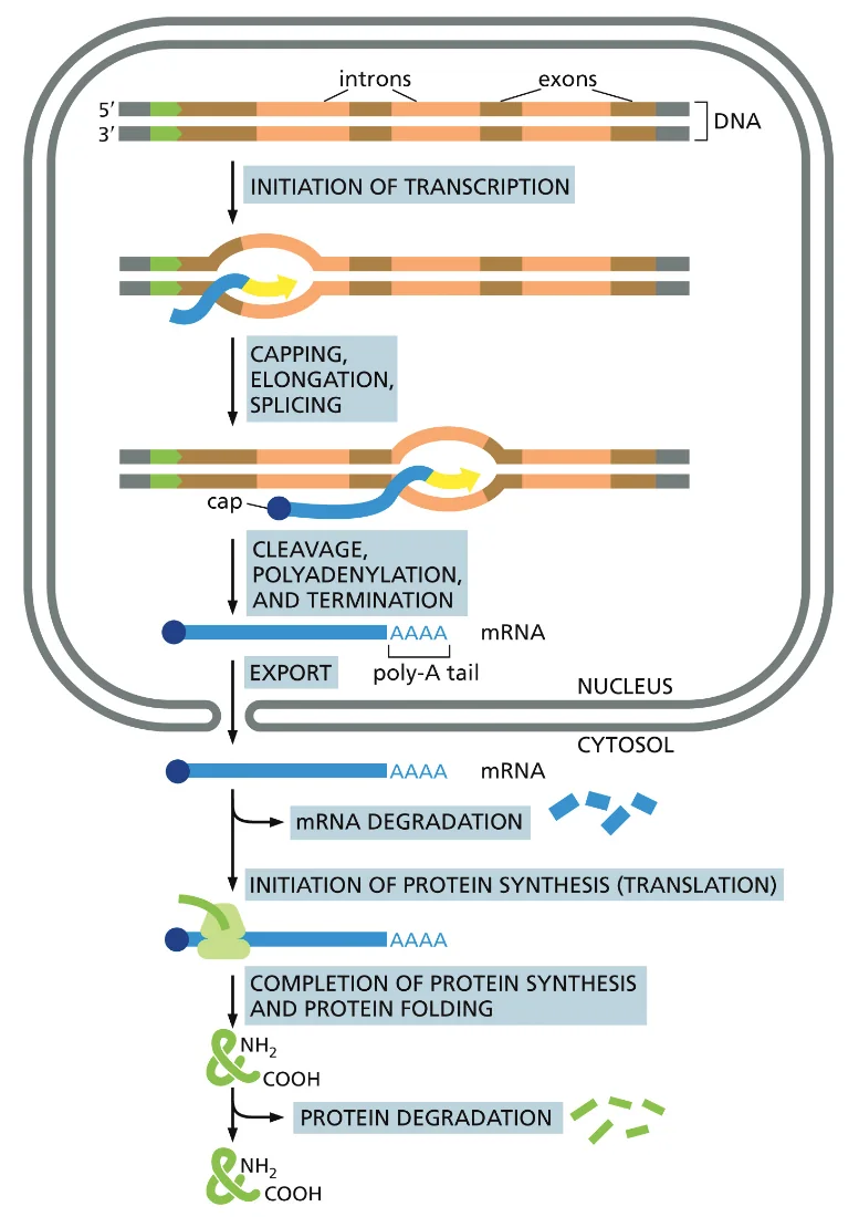 The production of a protein by a eukaryotic cell: a summary4