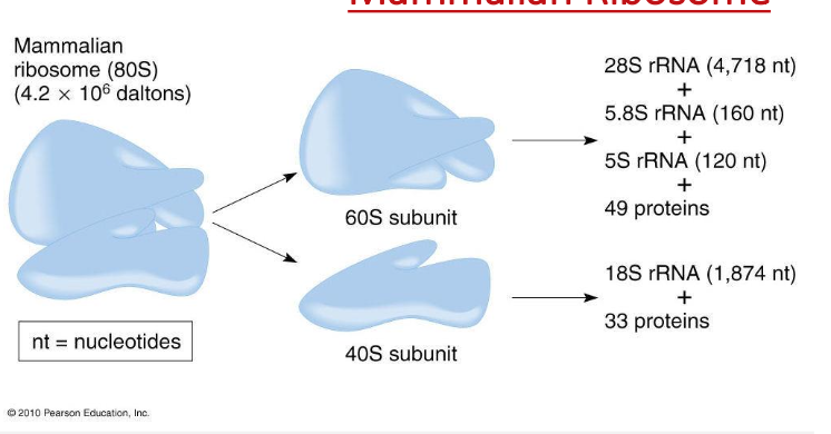 Mammalian Ribosome