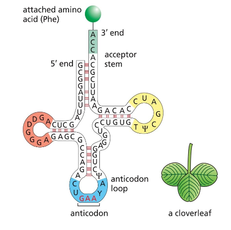 tRNA structure