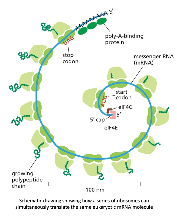 Schematic drawing - series of ribosomes