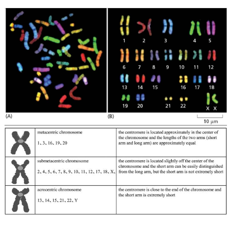 Protein-coding genes are expressed from both autosomal and sex chromosomes