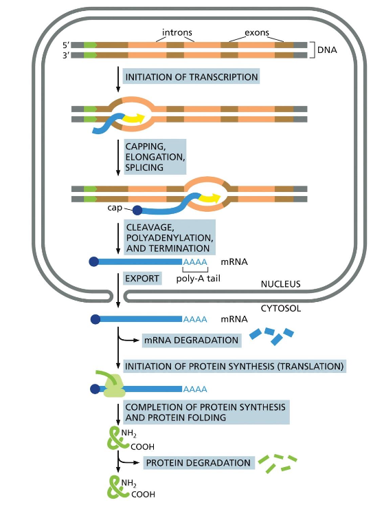 The production of a protein by a eukaryotic cell: an overview4