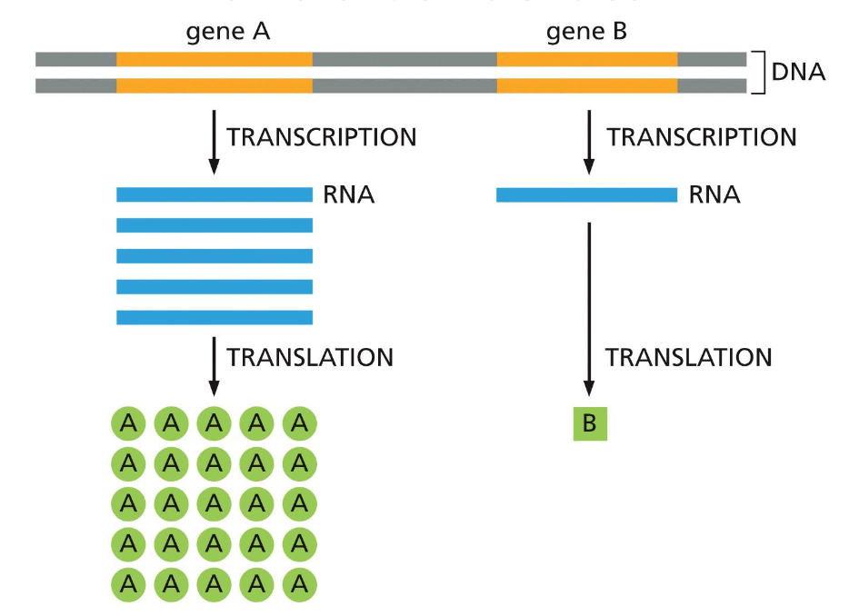 Gene expression: genes can be expressed with different efficiencies