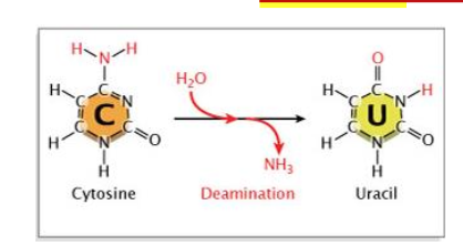 Uracil