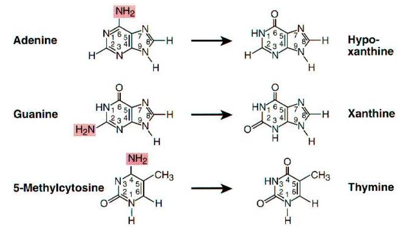 Unconventional nucleobases