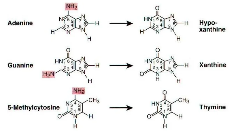 Unconventional nucleobases