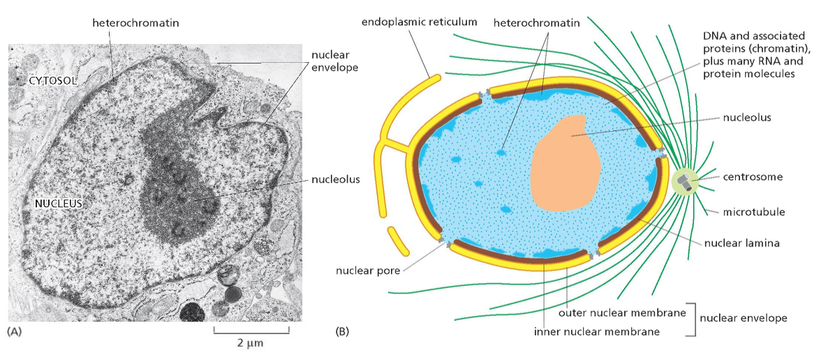 Nuclear Envelope