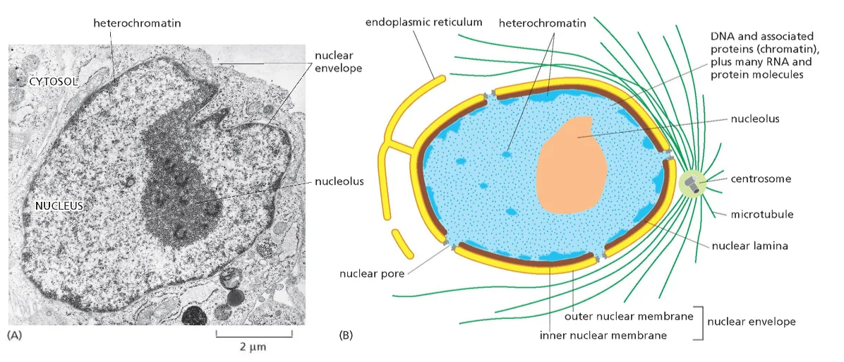 Nuclear Envelope