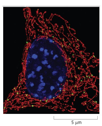 Mitochondrial DNA