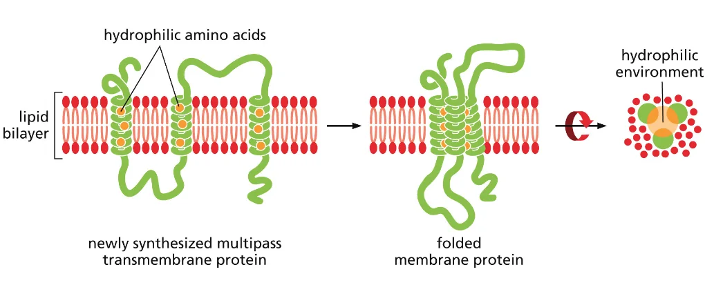 Transmembrane α Helices Often Interact with One Another
