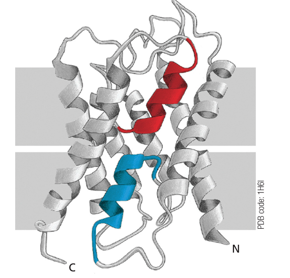 Bacteriorhodopsin