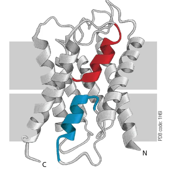 Bacteriorhodopsin
